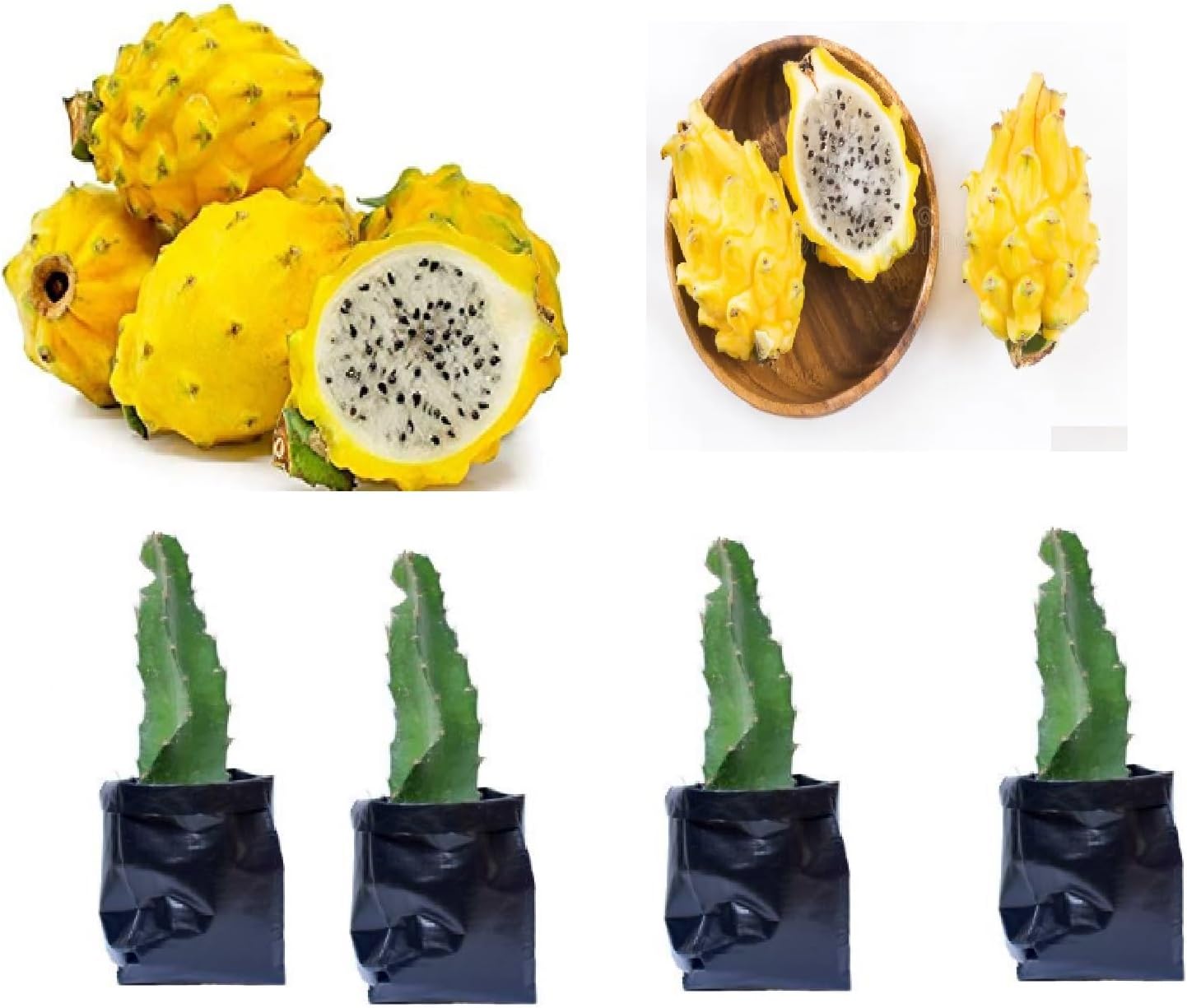Combo Four Rare Palora Dragon Fruit Plant Imported Live Rooted Plant DRAGON FRUIT LIVE INDOOR OUTDOOR ORNAMENTAL PLANT - 1-1.5 Ft Height Pitaya Hylocereus polyrhizus 4 Cutting On Poly Bag.