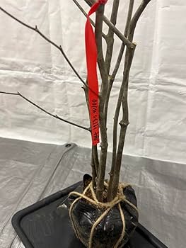 Amazon.co.jp: 山採りアブラツツジ 油4 H130cm W100cm : 食品・飲料・お酒