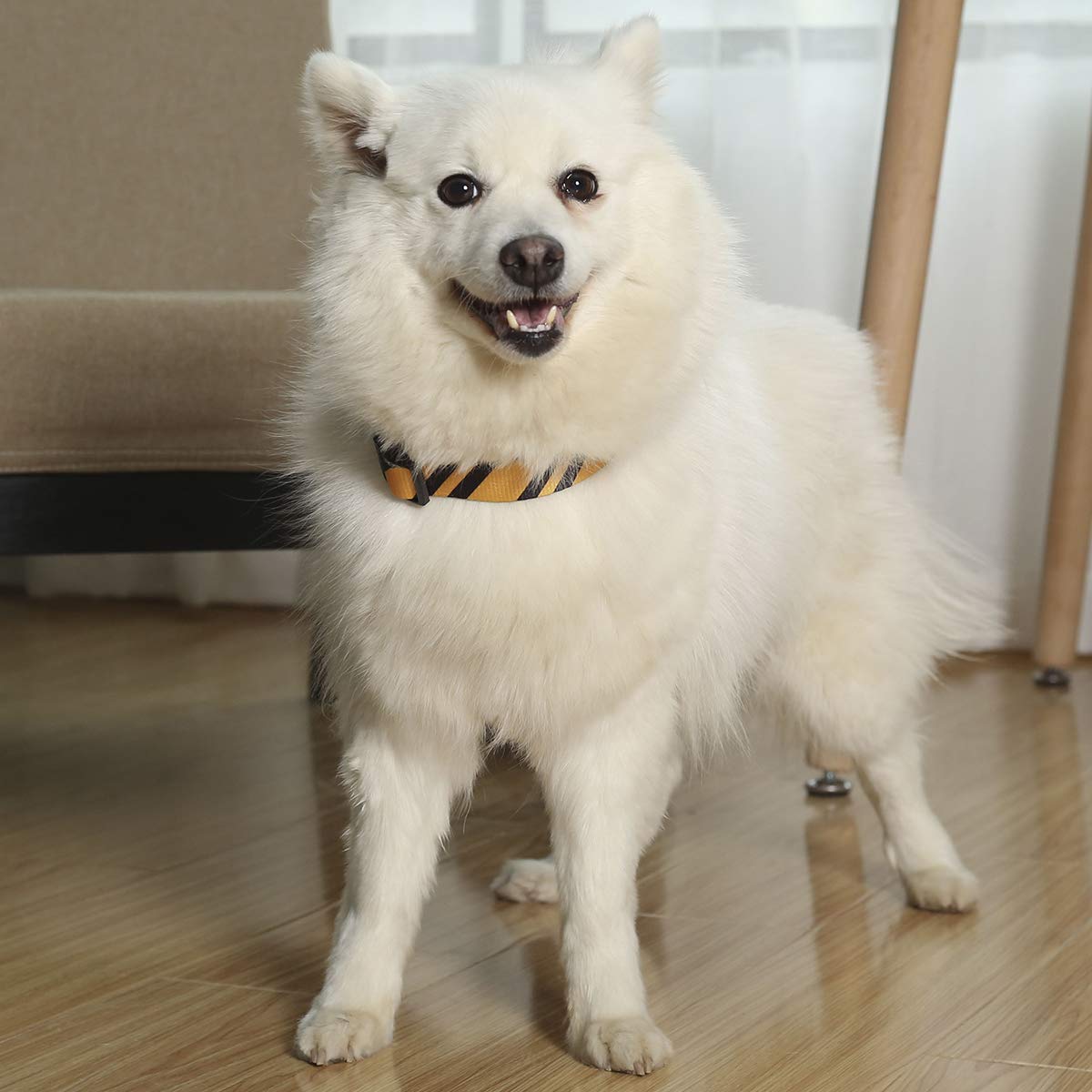 2 collares de Halloween para perro, gato, cachorro, mago, escuela, impresión escolar, collares ajustables con divertida correa para mascotas, perros, gatos, pequeño, mediano y grande (amarillo