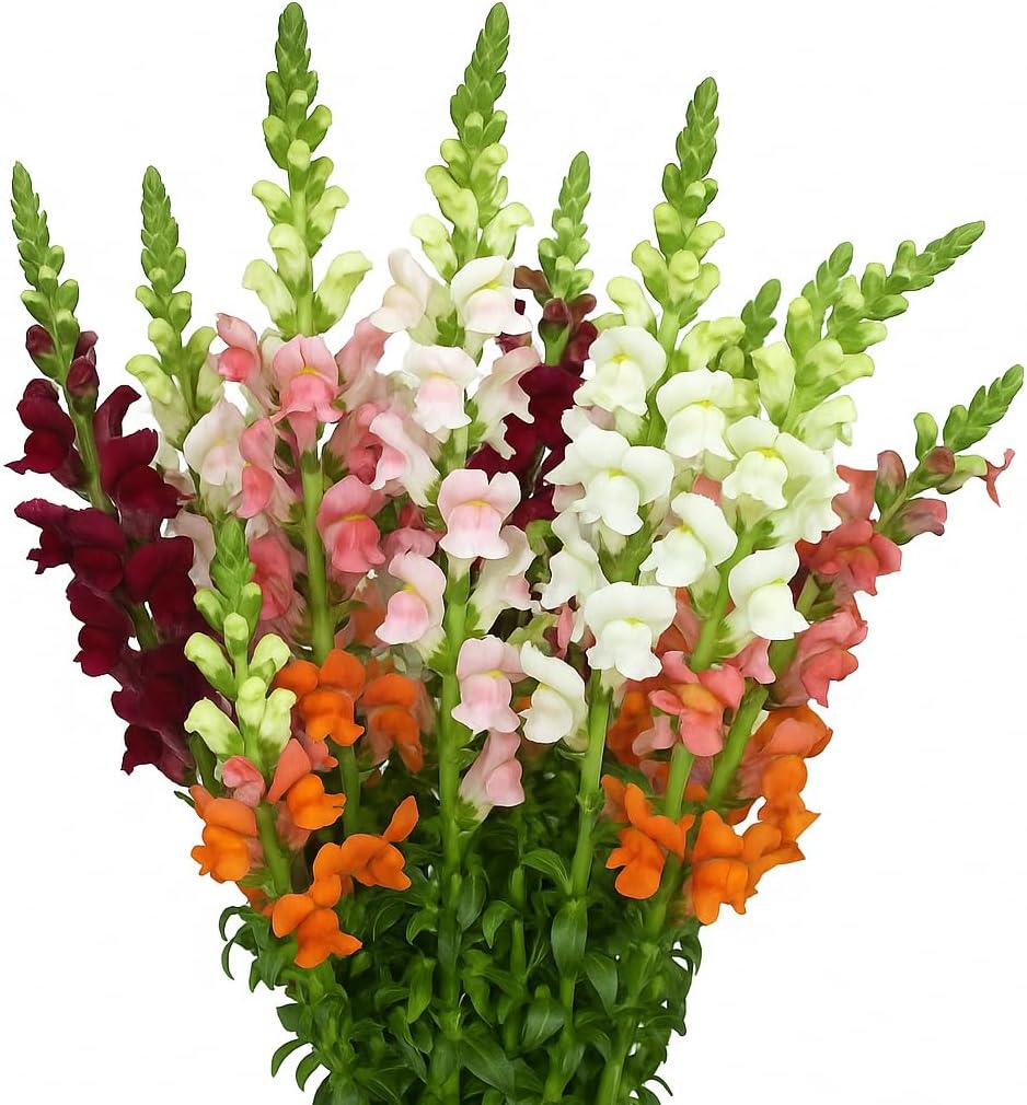 GlobalRose 30 Stems of Fresh Cut Assorted Snapdragon Fillers - Fresh Flowers Fillers Perfect for Wedding