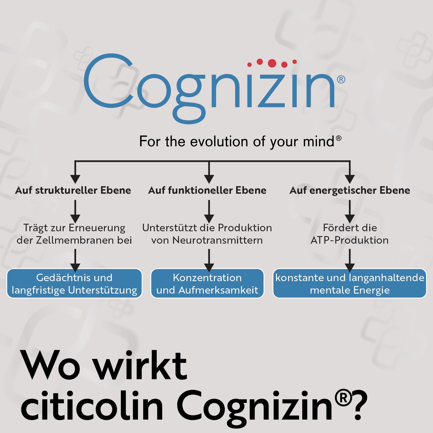 Citicolin Cognizin 500 mg PiùLife CDP Cholin – 60 Kapseln | Nahrungsergänzung für Gedächtnis & Konzentration, Vorstufe von Phosphatidylcholin & Acetylcholin, Gluten- & Laktosefrei