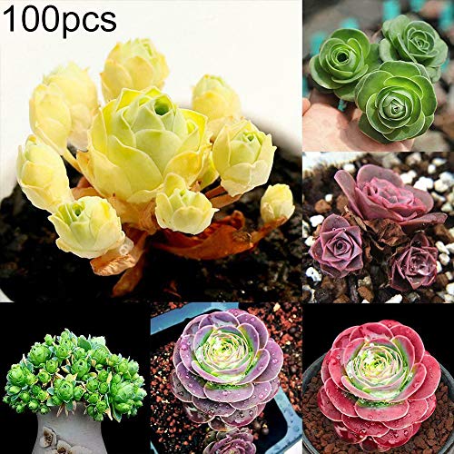 TankMR Farms Seeds 100Pcs Mixed Color Greenovia Potted Plant Succulents Seeds Garden Bonsai Decor for Garden Balcony/Patio - 100pcs Succulent Seeds#