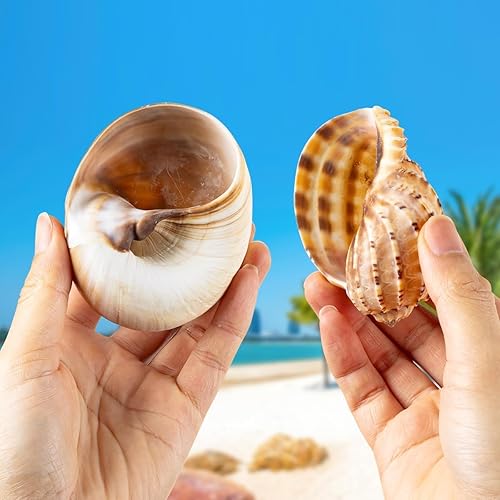 Miniatura 3 de 6 conchas de cangrejo ermitaño grandes, conchas naturales de 2.8 a 3.8 pulgadas, tamaño de apertura de 1.6 a 2.7 pulgadas, hábitat de cangrejo