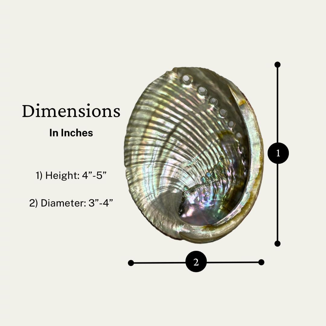 NessaStores 4 Abalone Shells 4 to 5 Inches | Beautiful All Natural Smudge Bowl - Perfect for Smudge Sticks, Incense Sticks and a Sage Smudge Kit. JC-011