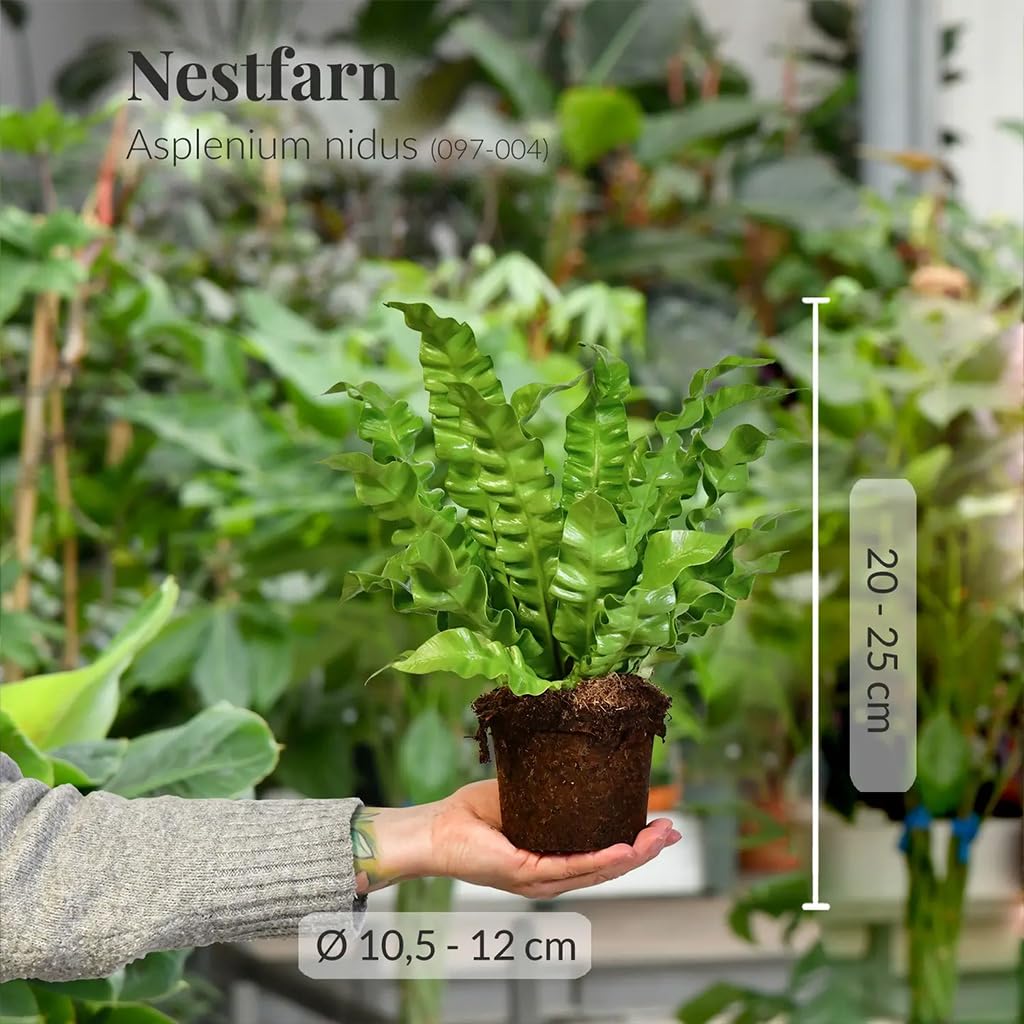 Zimmerpflanze Nestfarn Duo | 2er Farn-Set mit Asplenium nidus & parvati im 10,5–12 cm Topf | pflegeleicht & ungiftig | tropische Pflanzen für Bad, Schlafzimmer & Katzenfreunde | Green Me Up