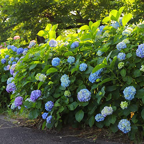 Garden State Bulb Hydrangea Nikko Blue Shrub, Live Bare Root (Bag Of 2) #TOP7
