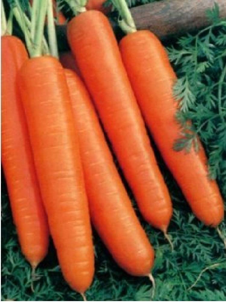 See full amazon price history chart for Golden Hills Farm Carrot orange Gajar 100% Organic F1 Hybrid 1000+ seeds Golden Hills Farm Carrot orange Gajar 100% Organic F1 Hybrid 1000+ seeds (B096GCWGSF) Amazon Price History, Amazon Price Tracker