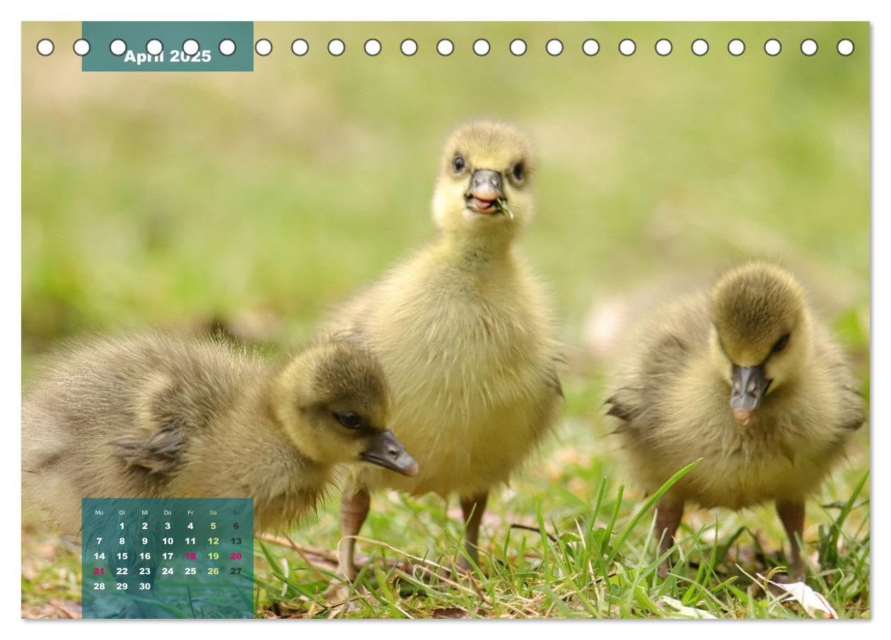 Gefiederte Vogelfreunde (Tischkalender 2025 DIN A5 quer), CALVENDO Monatskalender: Unsere heimischen Vogelarten im Porträt. (CALVENDO Tiere)