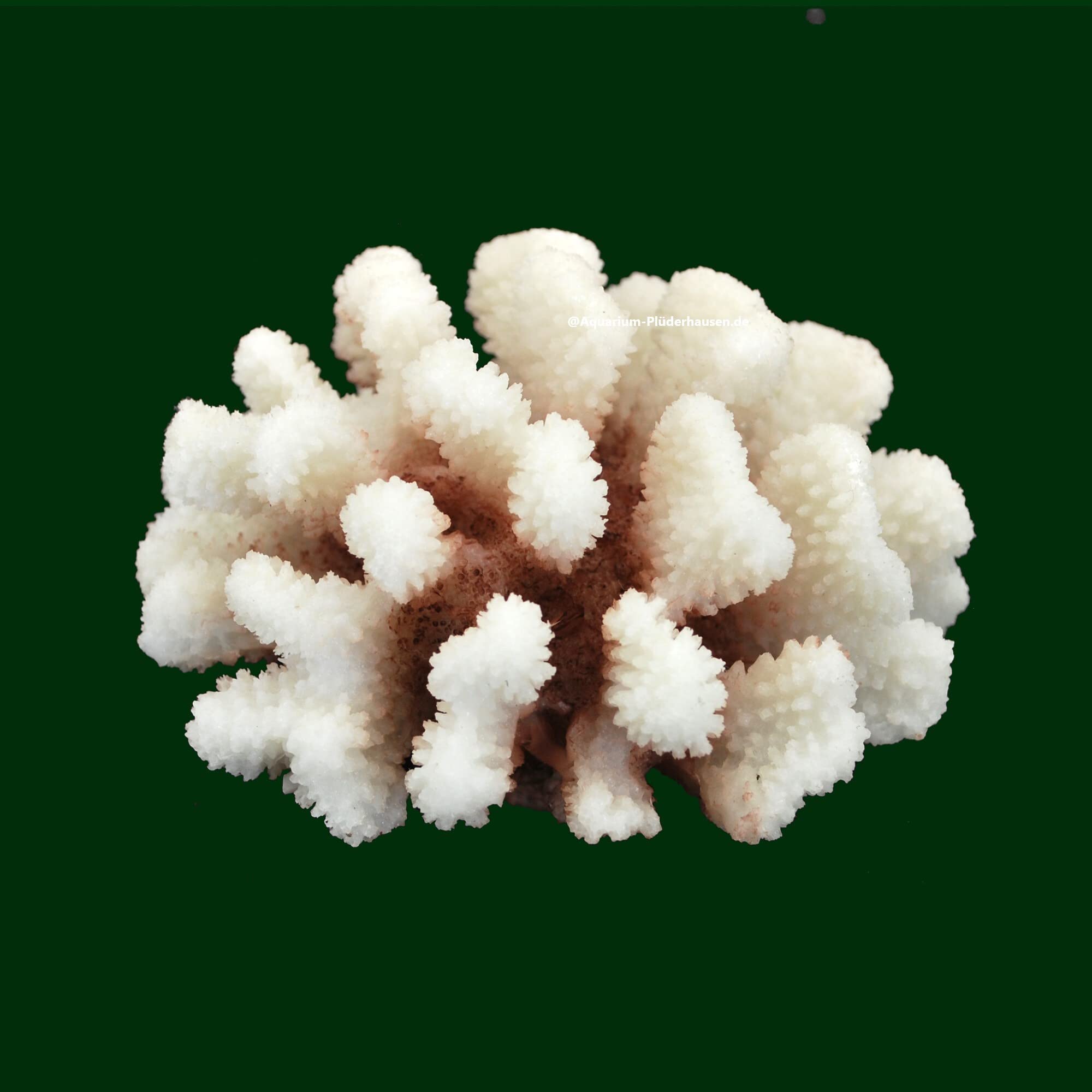 Steinkoralle,12x11x7cm, SPS, Aquarium Meerwasser Korallen, Blumenkohl Natur