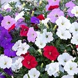 Dwarf Mix Petunia Flower Seeds, Pack of 20,000+ Seeds by Seeds2Go