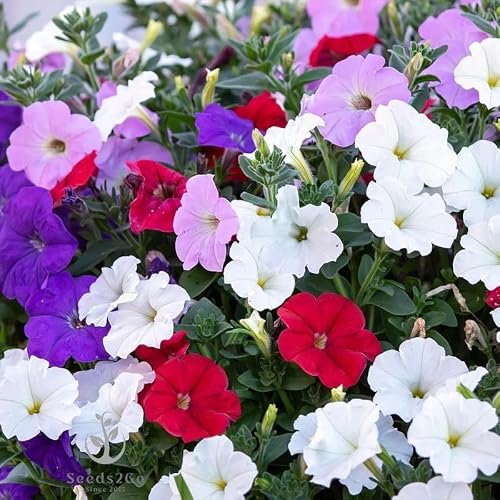 Dwarf Mix Petunia Seeds Seeds2Go