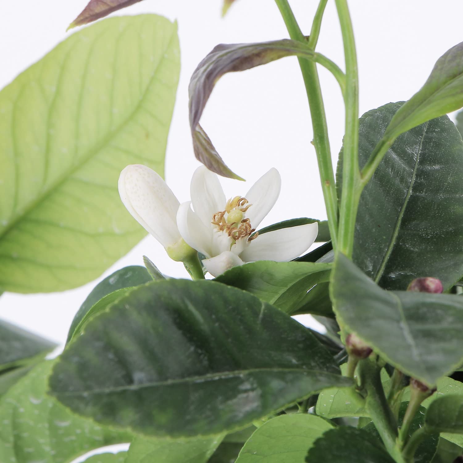 KENTIS - Zitronenbaum - Citrus Limon - Echte Outdoor-Obstpflanzen - Balkon-Zitruspflanzen - H 70-80 cm Topf Ø 20 cm