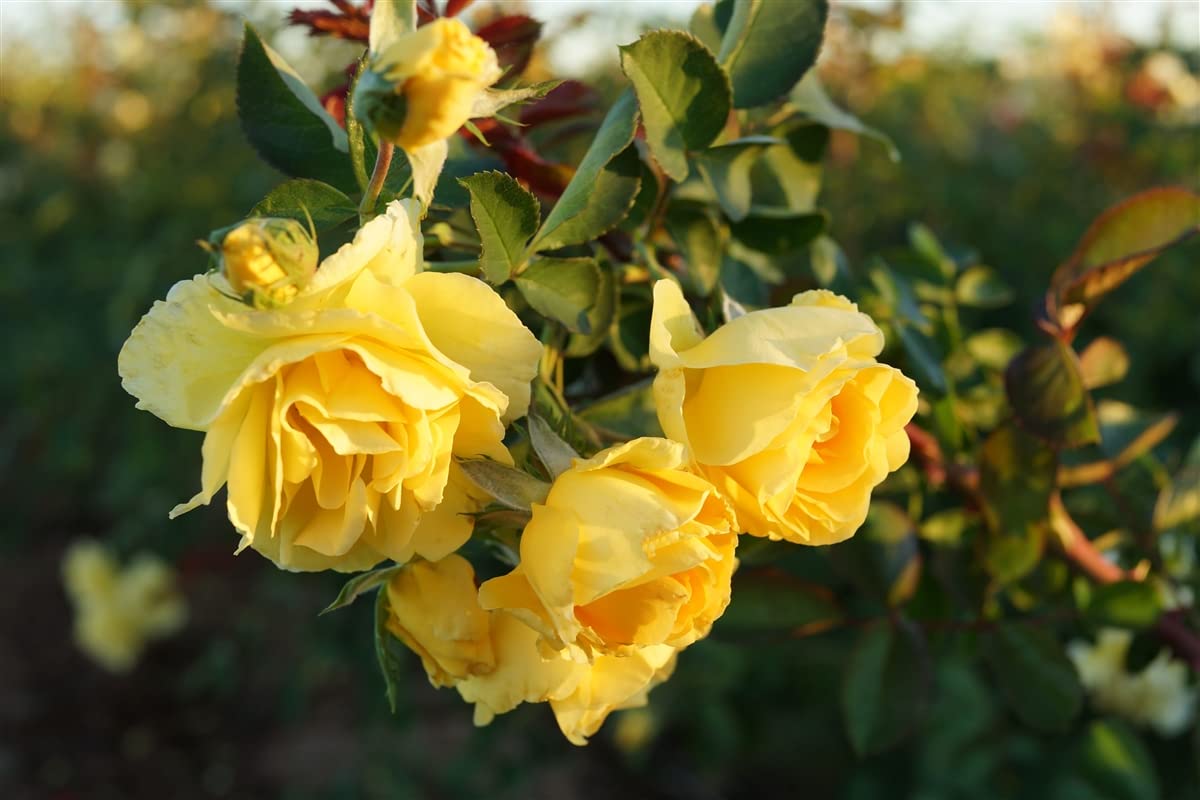 See full amazon price history chart for BLOOM & GROW Live Scented Climbing Healthy Rose Plant (Yellow Rose Climbing Plant) BLOOM & GROW Live Scented Climbing Healthy Rose Plant (Yellow Rose Climbing Plant) (B0C6V2TQ4T) Amazon Price History, Amazon Price Tracker
