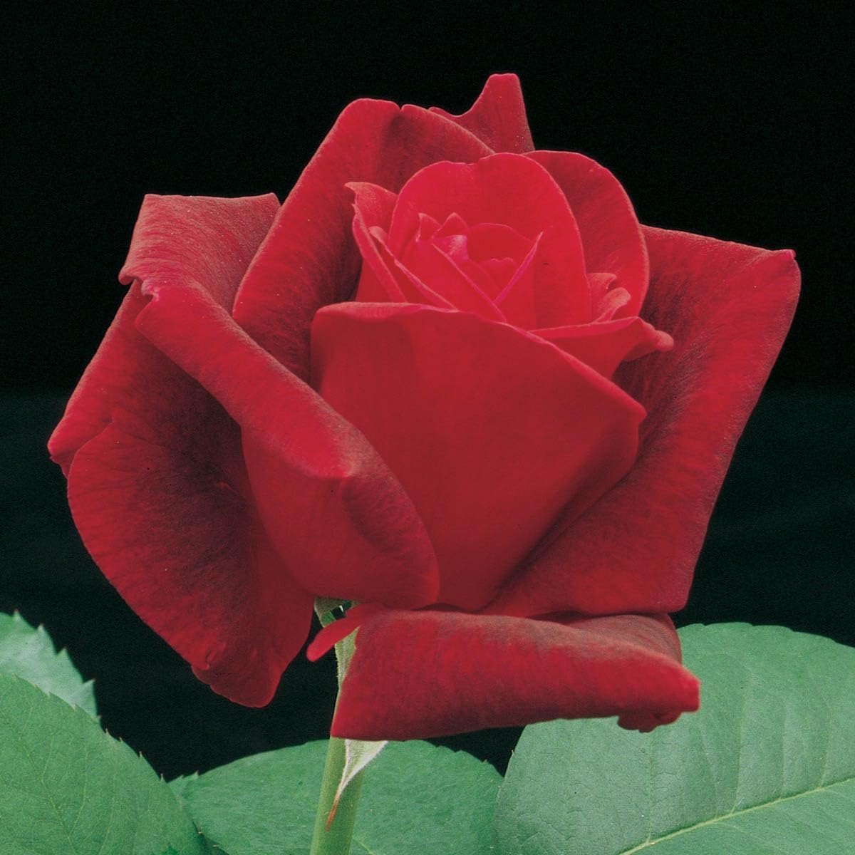 SPRING HILL NURSERIES - Chrysler Imperial Hybrid Tea Rose Dormant Bare Root Shrub (1-Pack)