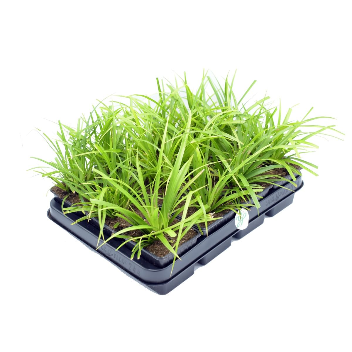 12 x Carex morrowii - Japan-Segge in 9x9cm Topf