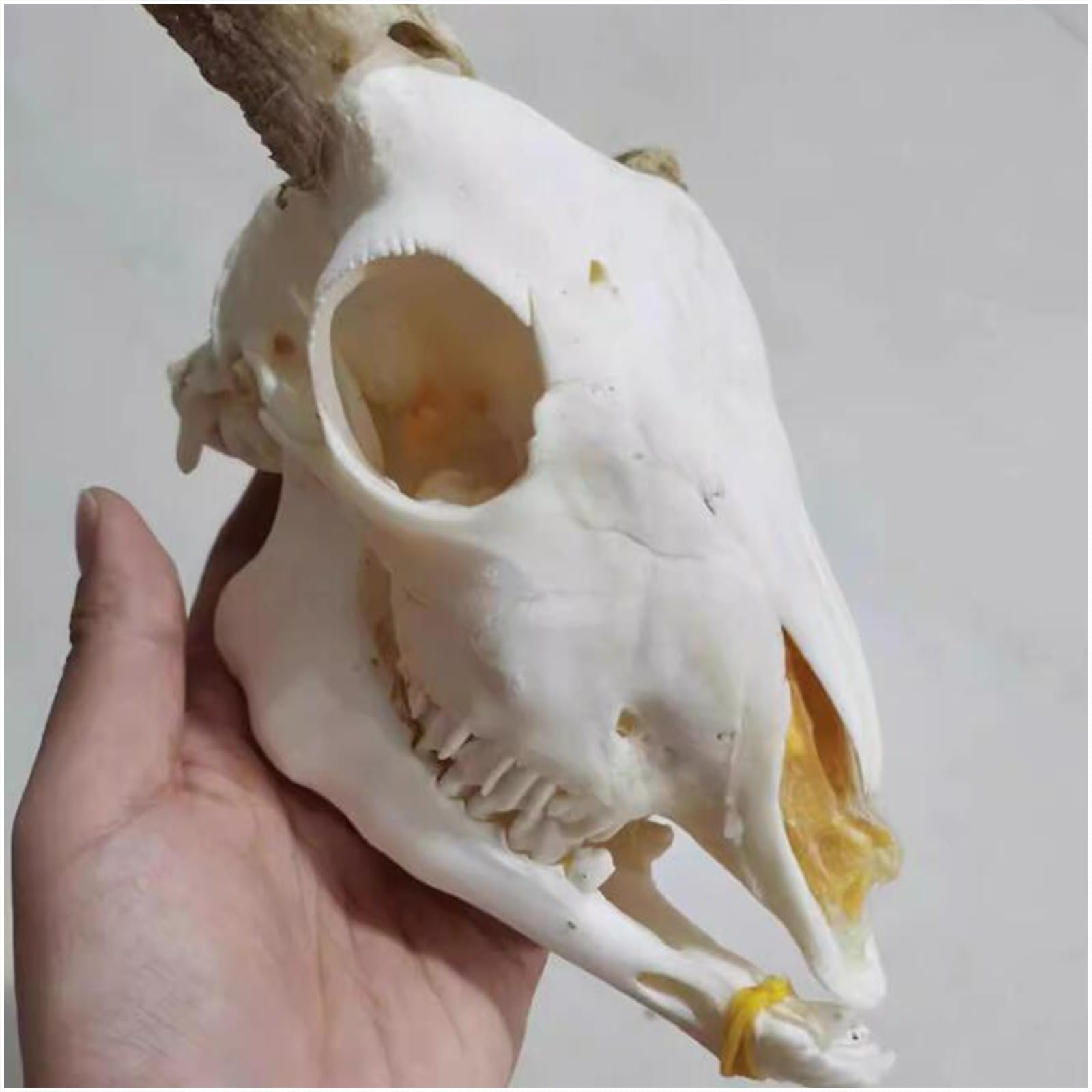 Amazon.co.jp: ヤギの頭蓋骨教育用動物標本モデル - 動物の羊の骨格骨
