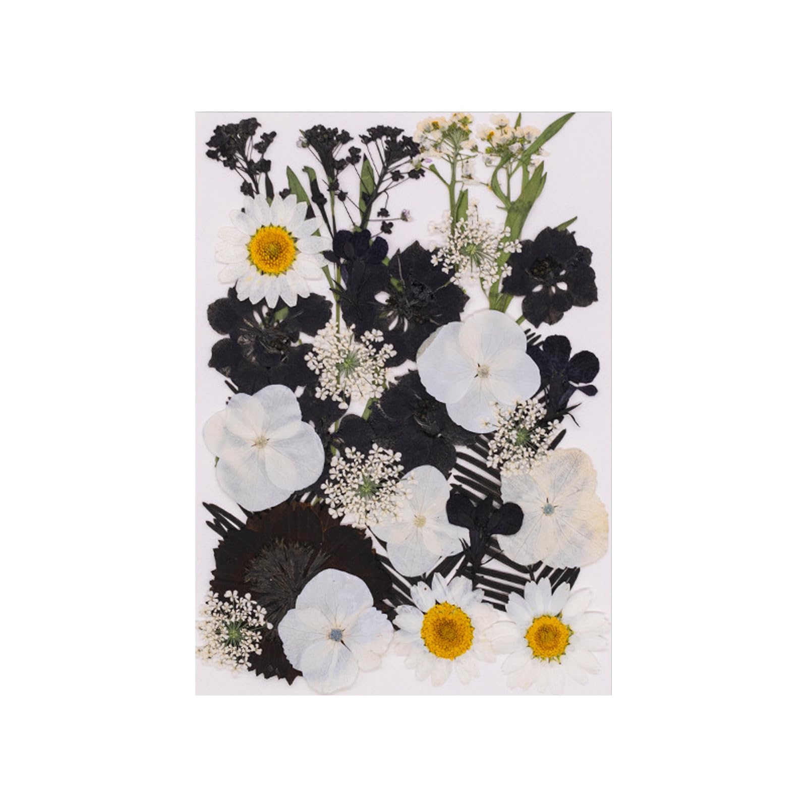 Jazuaiao 30Pcs Real Dried Flower Natural Plant Materials Accessories for Art and Plant Decoration Artistic Pressed Arrangement