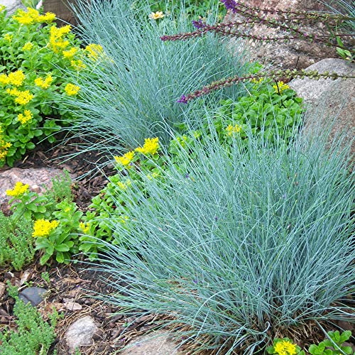 Qauzuy Garden Blue Fescue Seeds 100Ct Seeds Ornamental Grass Perennial Showy Blue-Green Groundcover & Lawn Cover Drought-Tolerant Easy And Fast Growing #TOP2