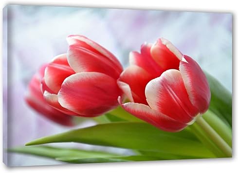 Amazon Co Jp 額装 モダンなフローラル ウォール アートの絵画 赤い花びらのポスター 特大ウォールアート リビングルームの装飾用のモダンな写真 60x90cm 23 7x35 5インチ 額入り ホーム キッチン