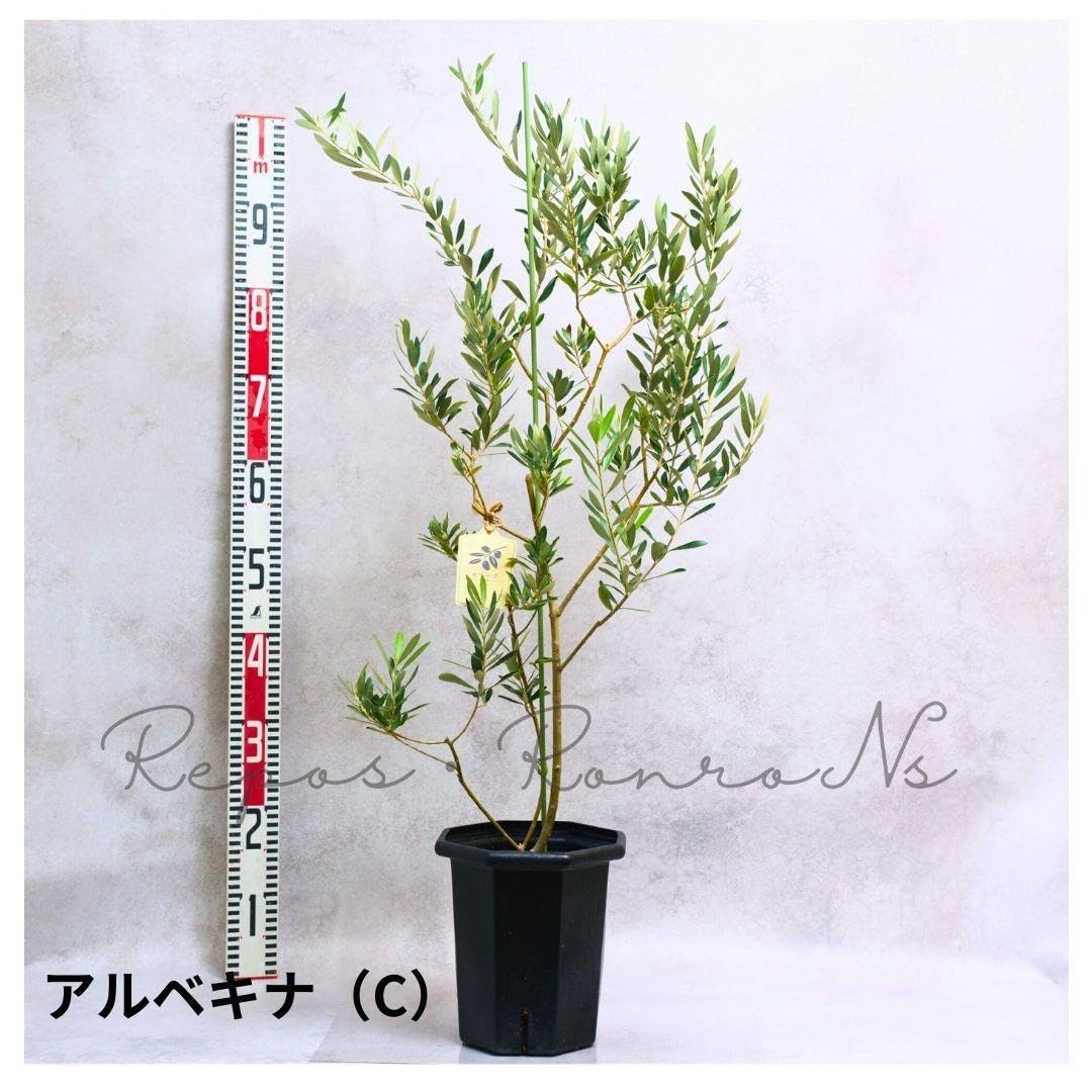 オリーブの木　アルベキナ Amazon.co.jp: オリーブ ：アルベキナ【現品販売：C】（7号）希少