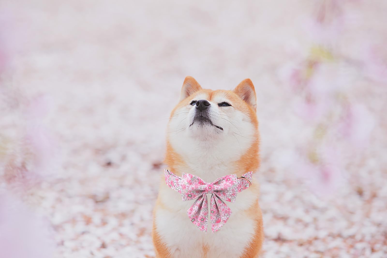 Lionet Paws Design Dogs Collar Cute Flower Sailor Bow Dog Collars for Girl Female Small Medium Dogs with Spring Floral S - Image 4