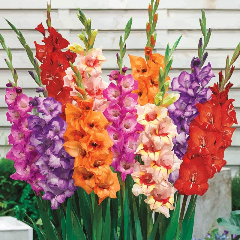 Plantogallery Gladiolus Flower Bulbs ((Multicolor-Pack Of 20 Bulbs)) - Image 2 thumbnail