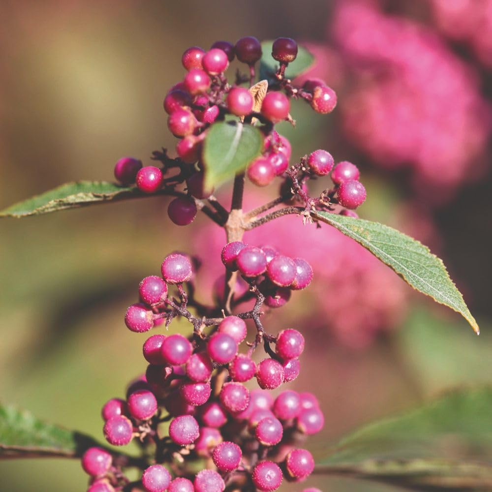 Callicarpa bodinieri ‘Profusion’ | Beauty Berry Shrub with Purple Berries | Autumn Colour Garden Plant | Hardy Deciduous Shrub for Borders & Cut Flowers 9cm Pot x3 by Thompson & Morgan
