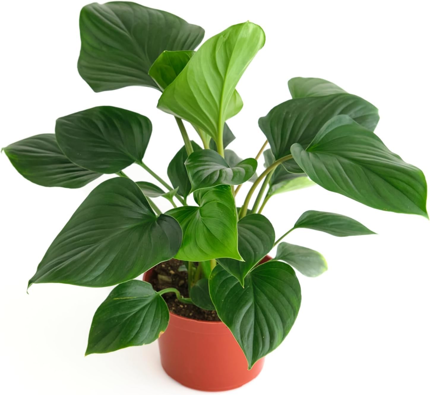 Shop Succulents Dieffenbachia Camille, Live Indoor Plant, Low Maintenance Tropical Houseplant with Attractive Variegated Leaves, Ideal for Home Decor, Office, and Room Enhancement, 6 Inch Nursery Pot