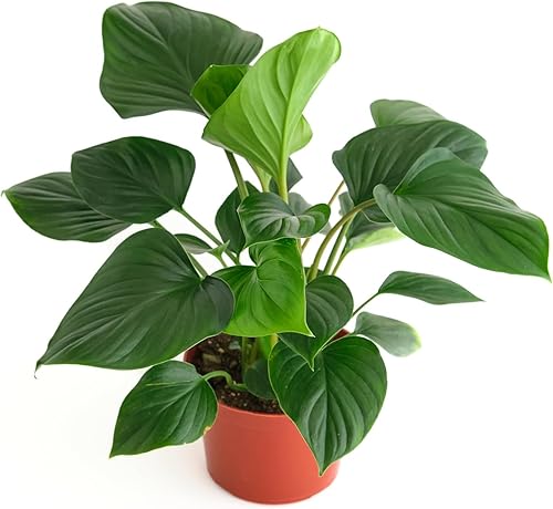 Miniatura 8 de Shop Succulents Árbol de goma ficus borgoña, planta de interior viva, decoración de sala de estar o oficina de moda, planta tropical en maceta