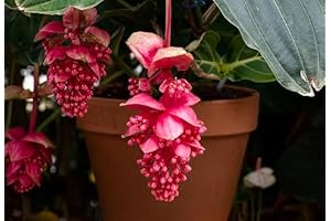Medinilla Magnifica: Enchanting Flora for Indoor Gardens