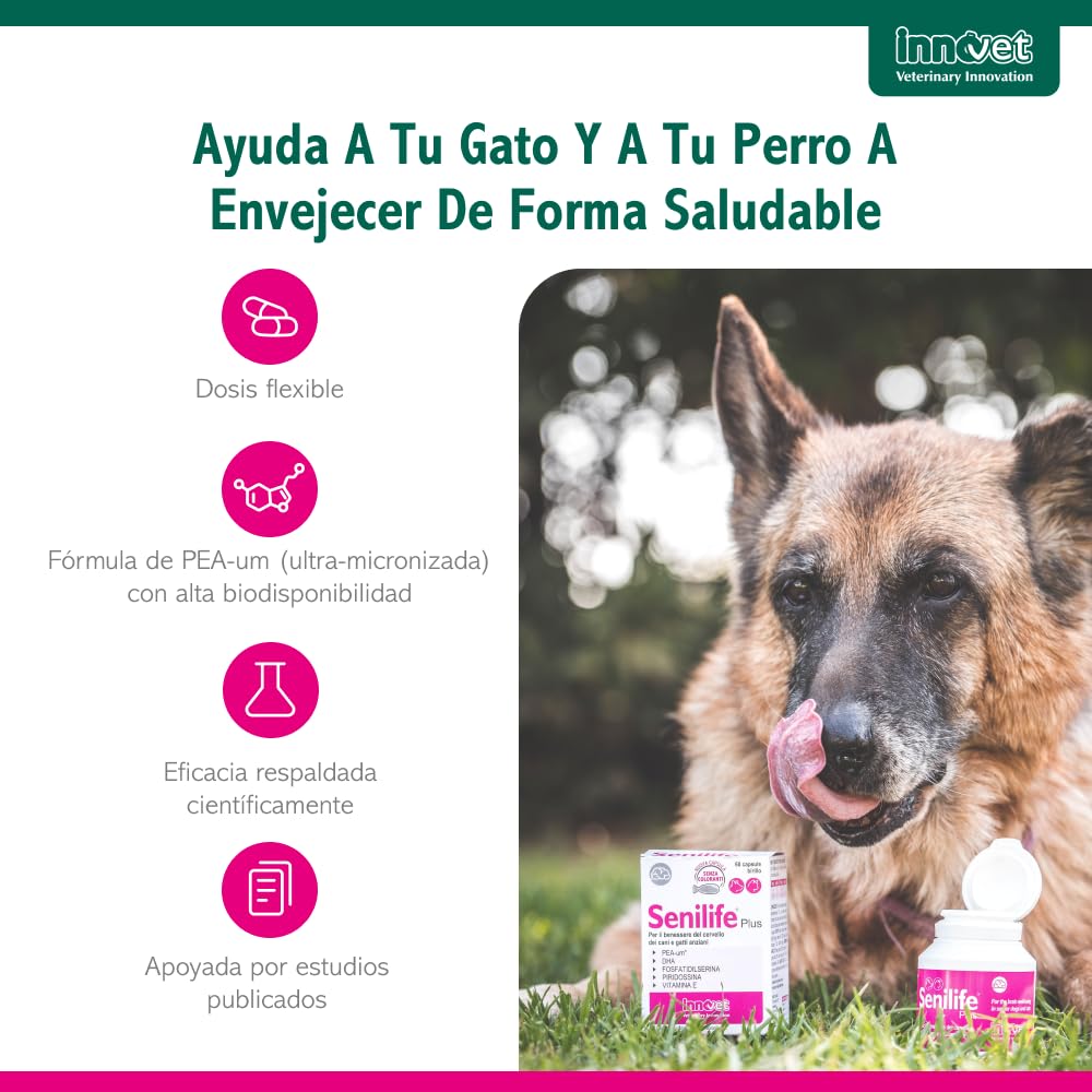 Innovet Senilife Plus 60 Cápsulas Monodosis – Apoyo al Bienestar Cerebral en Perros y Gatos Sénior – Vitaminas Perros Mayores Ayuda a Mantener el Equilibrio Cognitivo y la Vitalidad Mental Natural