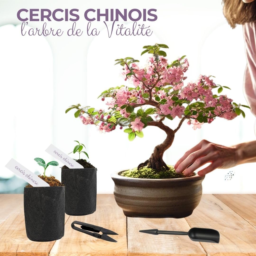 CULTIVEA® Kit First Bonsai - Kit de première culture de Bonsaï - Prêt à Pousser avec Graines & Accessoires - Made In France (Cercis Chinensis)