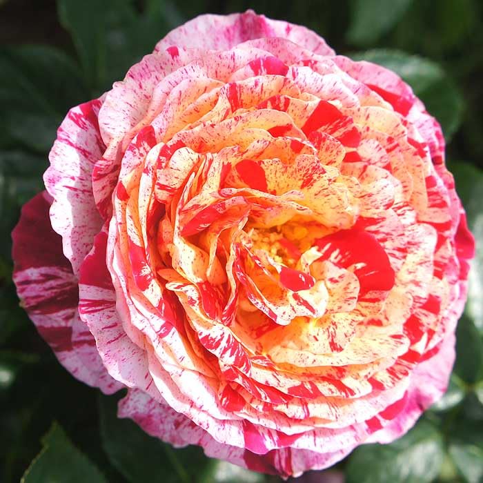 Amazon.co.jp: ミニバラ ゼブラ バラ 苗 ローズ 9cm 3号 育て