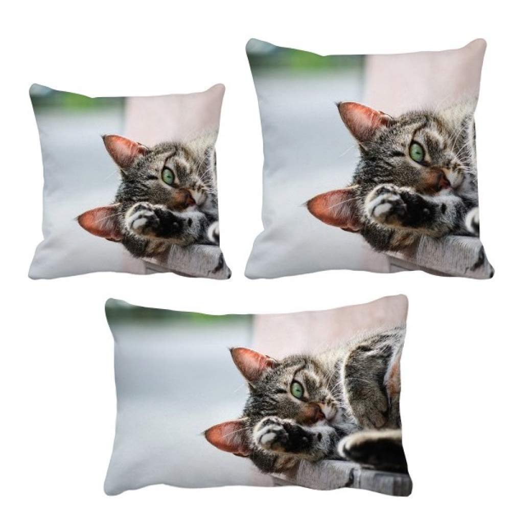 Housse de coussin photo de chat en coton décoration canapé salon