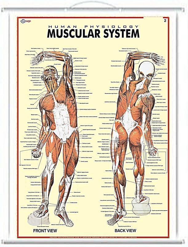 UNIQ Rollup Human Physiology MUSCULAR SYSTEM Chart (100 x 74 cm) - Wall Hanging Educational Poster in English & Hindi for Students & Medical Use | Chart No 2