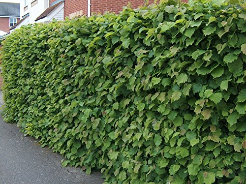 10 Hazel Corylus Avellana Field Grown 7 Sizes to Choose from! Hedging Plants Tree Whips (2-3ft (60-90cm) Tall)