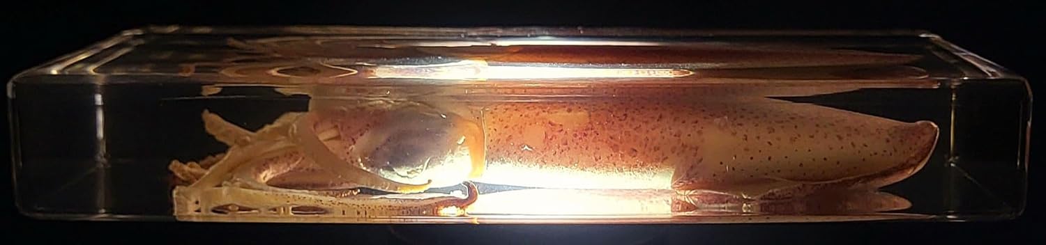6.3" Real Large Squid in Crystal Clear Lucite Resin Paperweight Specimen Preserved Sea Marine Mollusc Animal Taxidermy Crafts Collection for Biology Science Education Desk Display Supplies
