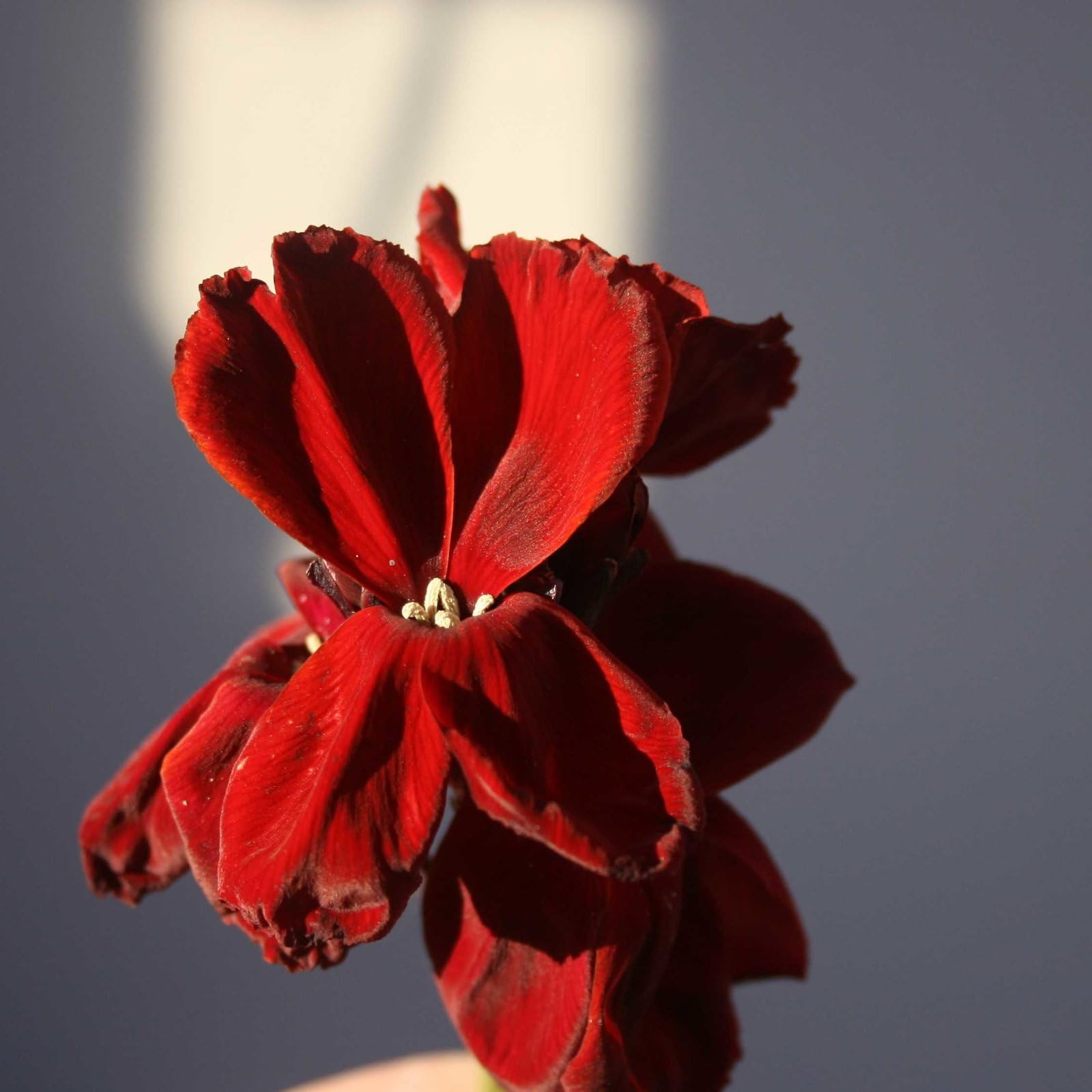 Plant World Seeds - WallFlower 'Vulcan' Seeds (Perennial Flower Seeds)