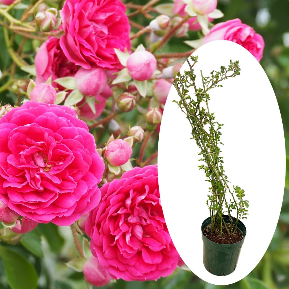 Amazon.co.jp: バラ 「 キングローズ 」挿木苗 6号鉢 樹高約40cm 薔薇
