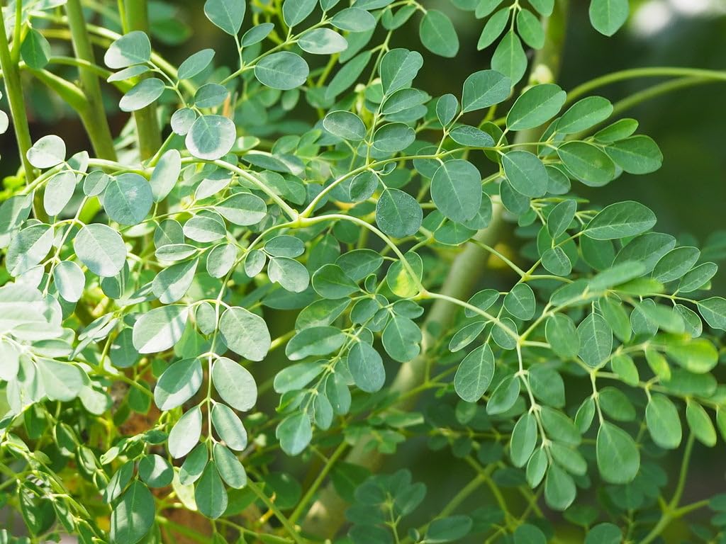 See full amazon price history chart for Moringa Plant - Medicinal Plant Moringa Plant - Medicinal Plant (B0CX9G54MG) Amazon Price History, Amazon Price Tracker
