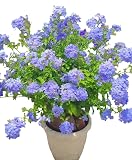 Set 6 Blue Plumbago Flowers Plants Cape Leadwort Well Rooted, Deep Sky Blue Flower, 4-6 Inch Tall