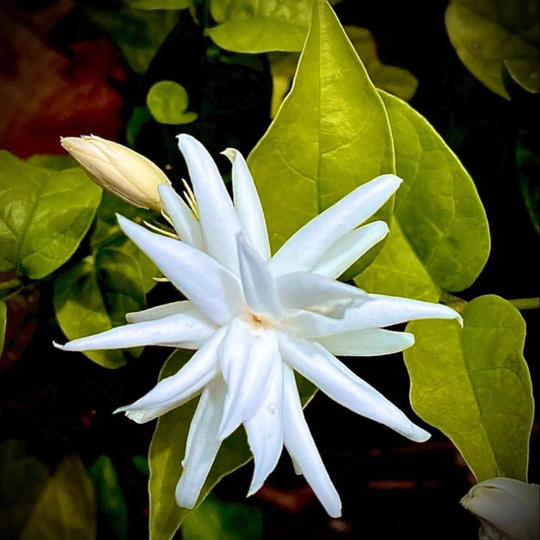 Set 4 Live Belle of India Jasmine Plants Trees, 3-5 Inch Starter Plant, Fragrant Low-Maintenance, No Pot, 3-5 Inch, Jasmine Sambac Plant, Landscaping Plant