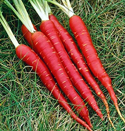 Organic Red Carrot For Home Garden Seed