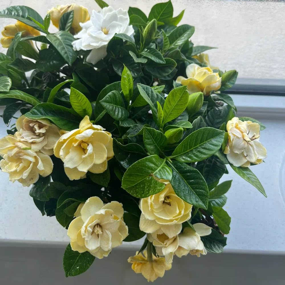 gardenia - primavera trepadora colgantes, resistentes balcón 20planta