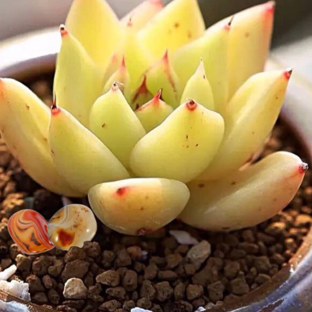 3Pcs Natural Sardonyx Agate Tumbled Stones Irregular Banded Healing Stones for Meditation Crafts Fountains Vase Filler Terrariums Assorted Color - Image 6