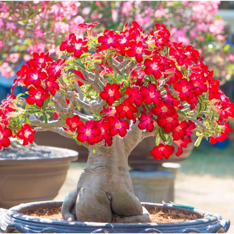 Miniatura 3 de Planta viva de rosa roja del desierto, 4-7 pulgadas de alto, Adenium Obesum Bien Arraigada para exhibiciones en interiores y exteriores