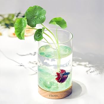 Amazon | ERAARKミニ水槽 アクアリウム 小型メダカ水槽セット