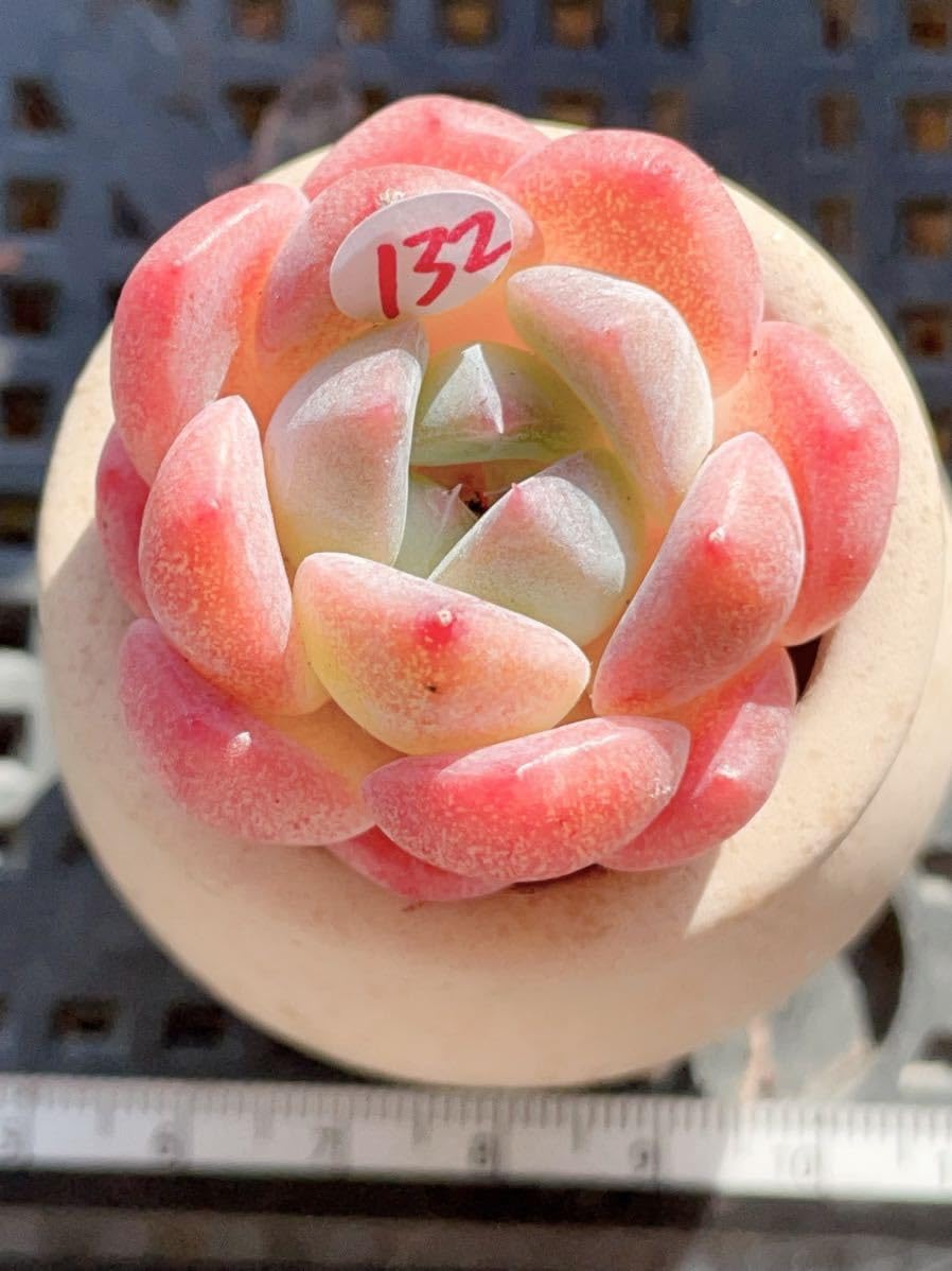 Amazon.co.jp: 第四種郵便 多肉植物 エケベリア アイスベビー : DIY