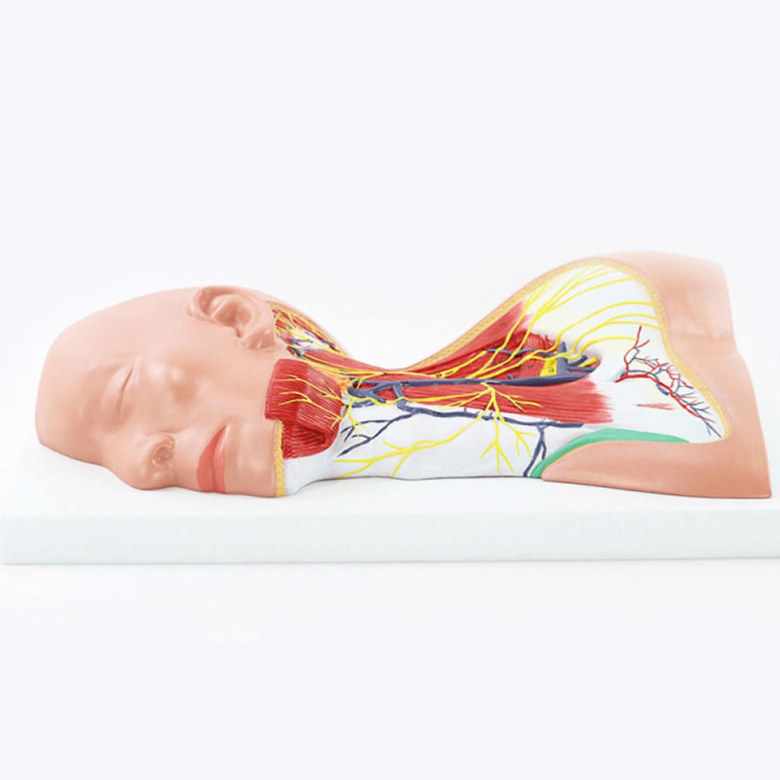Model Powierzchownych Mięśni Szyi Nerwowo -Naczyniowych - Częściowy -Anatomiczny Model Szyi, Naukowo Dokładne Materiały Dydaktyczne Medyczne.