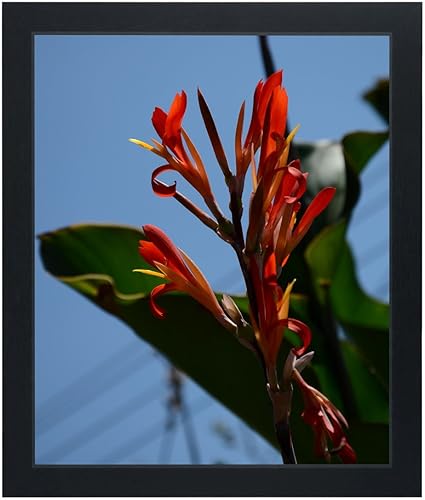 marco de fotos de 10x12 pulgadas, exhibe fotos de 10 x 12 sin paspartú, marco de madera para pared, montaje en pared, negro